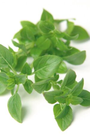 MANJERICÃO ORGÂNICO (molho)