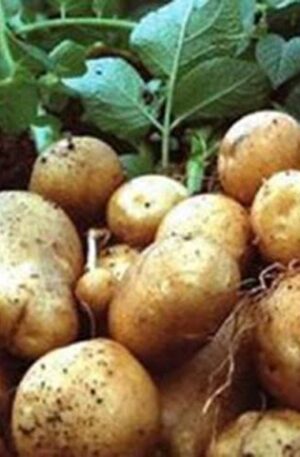 BATATINHA ORGÂNICA  (500g)