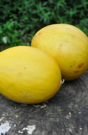 MELÃO AMARELO ORGâNICO (1 UNID)